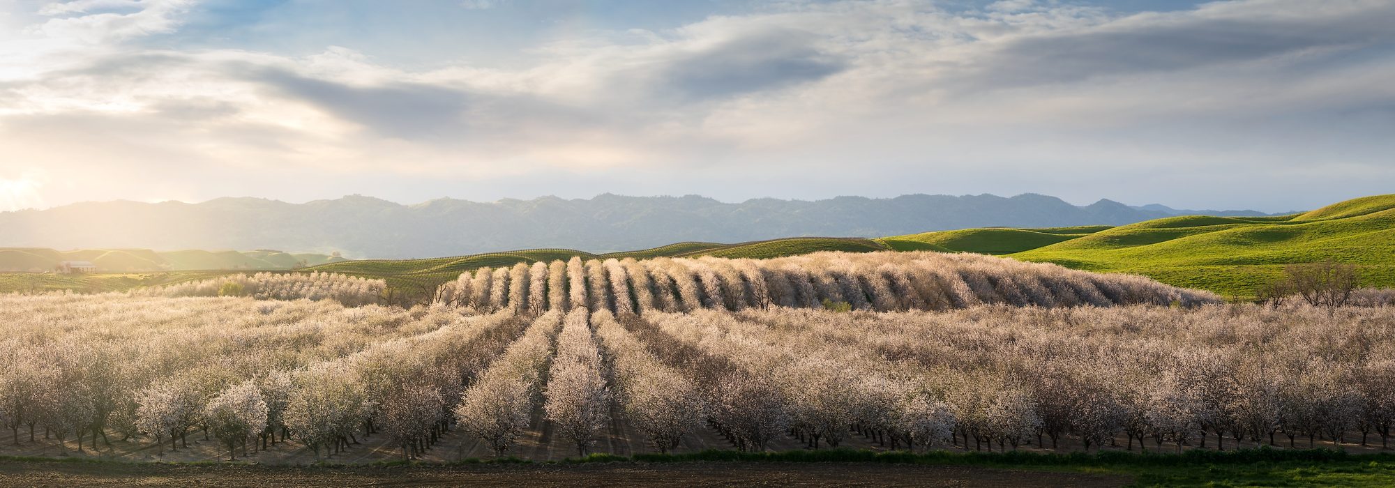 Almond orchards in bloom, California Central Valley