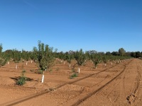 ±139 Acres - Almonds & Walnuts (Honcut, CA)