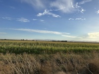 ±32.299 Acres - CCID Irrigated Cropland (Los Banos, CA)