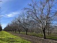 ±32.64 Acres 9th Leaf Almond Orchard (Capay, Tehama Co.)