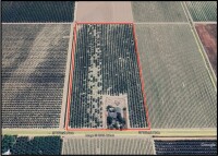 ±19.55 Acres - Almonds & Residence (Fresno / Easton Area)