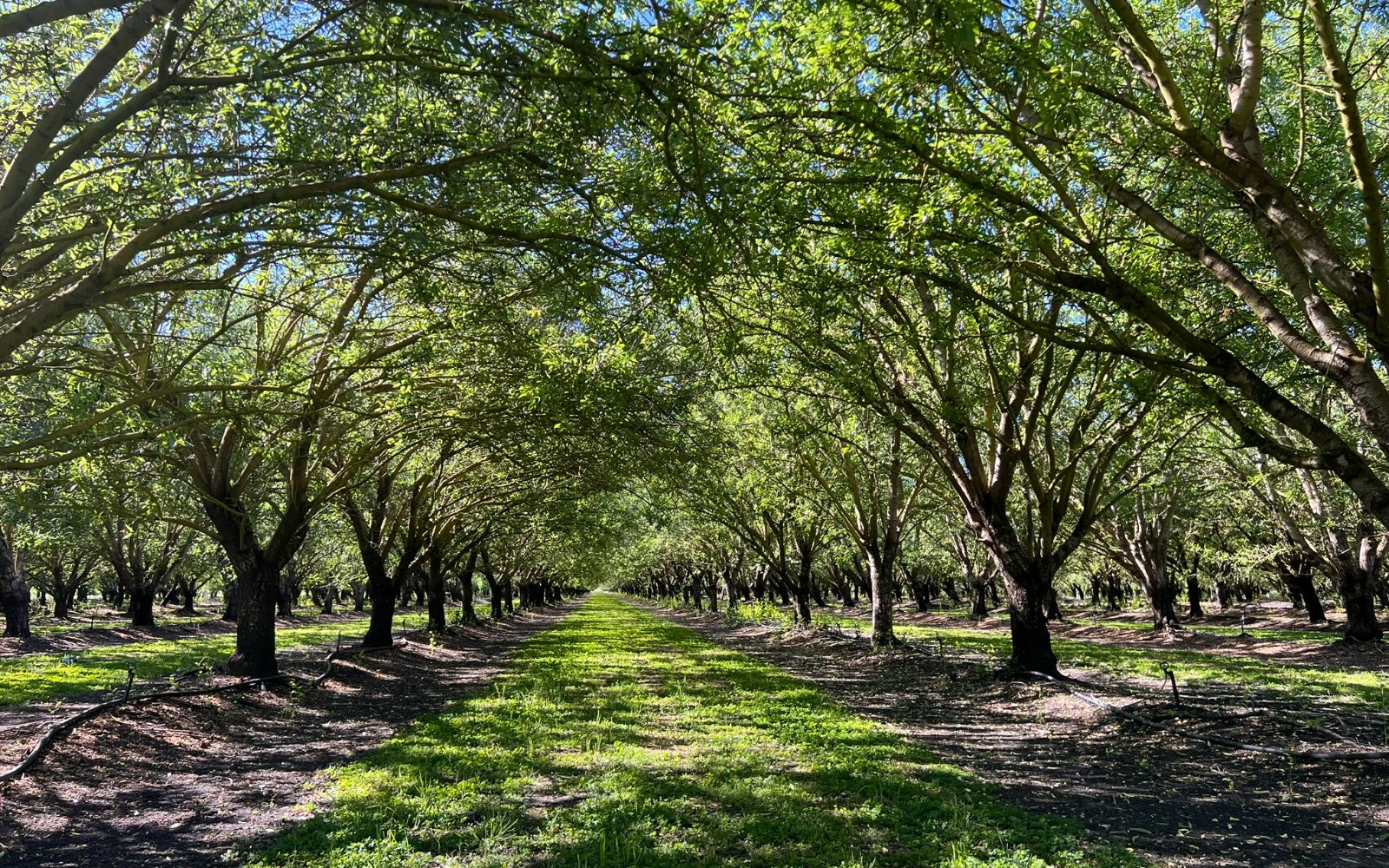 ±511.99 Acres Beltramo Ranch (Chico, CA)
